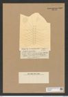Chaetoceros dispar Castr. (de-Toni-Nr.: Genus 149, Species 4120) Zeichnungen Sammlung Grunow Nr. 7666 (NHMW-BOT-W0376858)